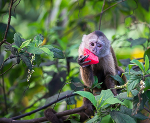 Picture 4 - White-fronted Capuchin Monkey, Asa Wright Nature Center.